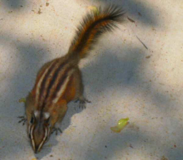 Four Lined Ground Squirrel