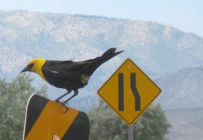 Yellow Headed Blackbird