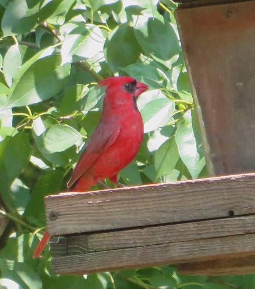 Cardinal