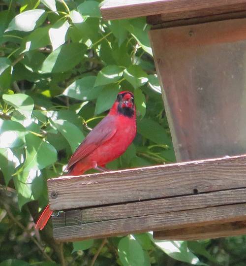 Cardinal