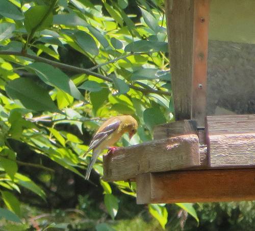 Goldfinch?