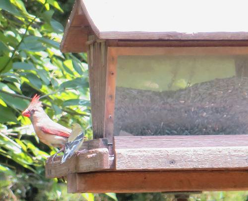 Cardinal