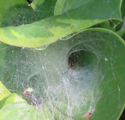 Funnel Web