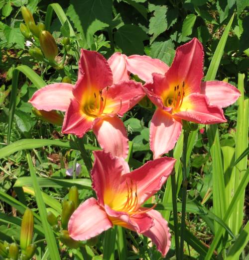 Day Lily