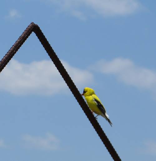 Goldfinch