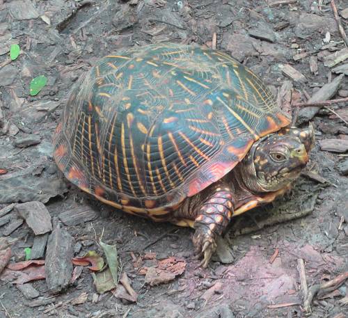 Box Turtle