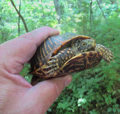 Box Turtle