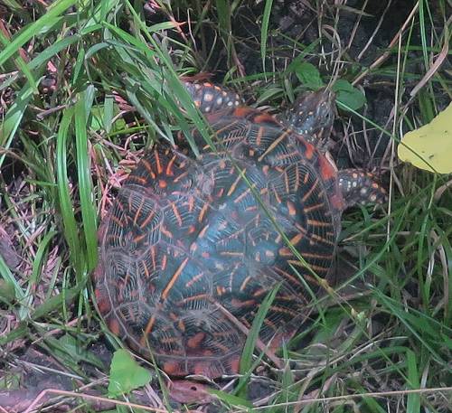 Box Turtle