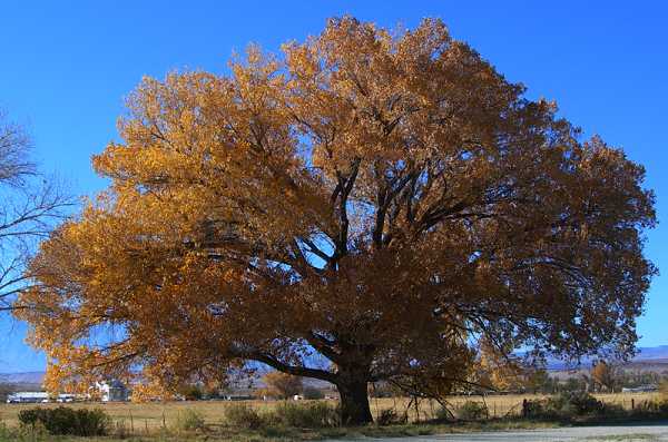 A Nice Tree East of Bishop