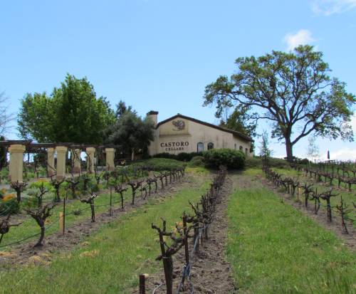 Castoro Vineyards