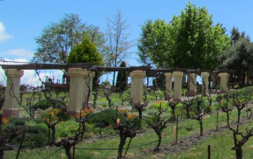 Castoro Vineyards