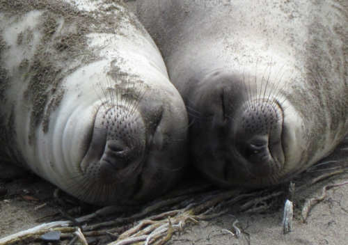 Elephant Seals