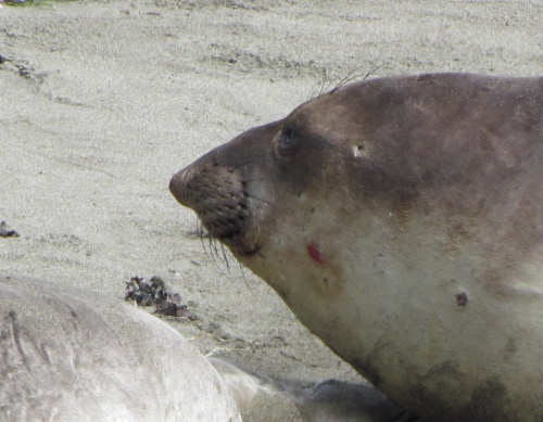 Elephant Seals