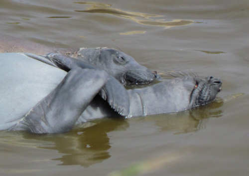 Elephant Seals