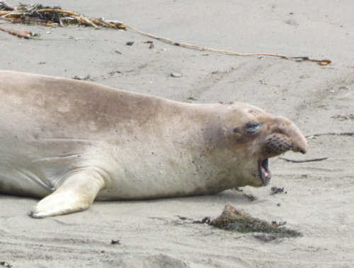 Elephant Seals
