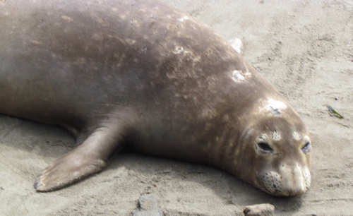 Elephant Seals