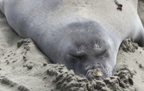 Elephant Seals
