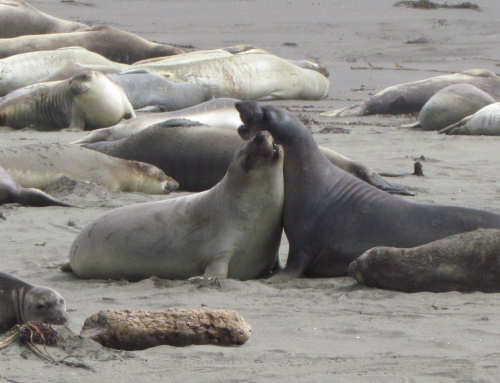 Elephant Seals