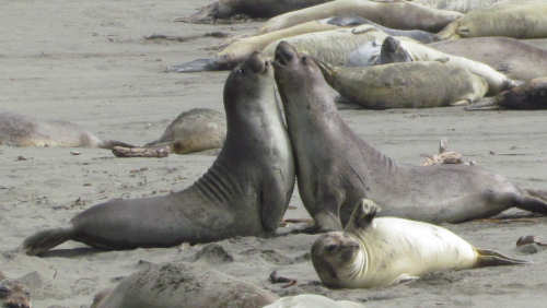 Elephant Seals