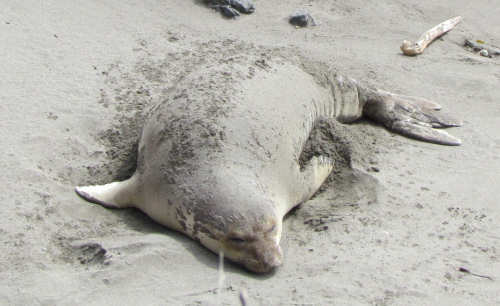 Elephant Seals