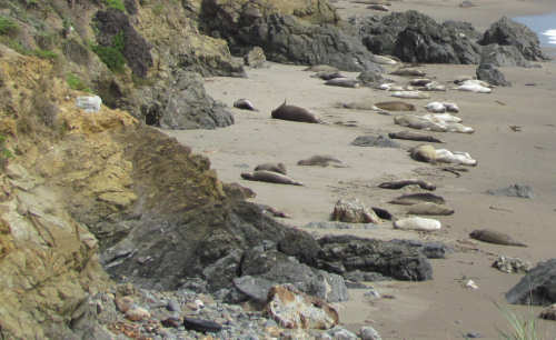 Elephant Seals