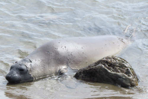 Elephant Seals