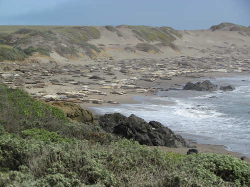 Elephant Seals