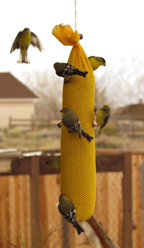 Lesser Gold Finches