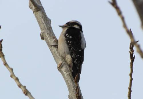 Downy Woodpecker