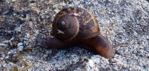 Snail