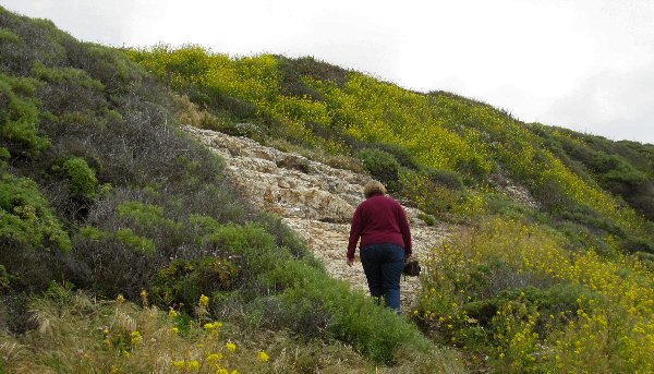 Point Lobos