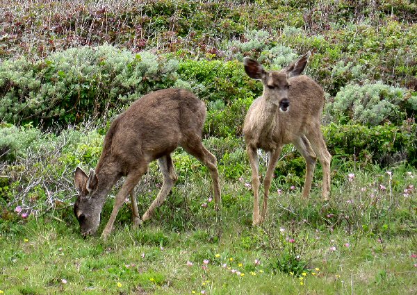 Point Lobos