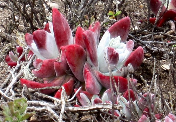 Point Lobos