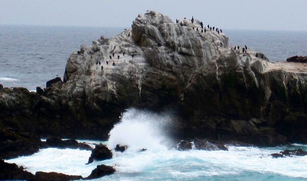 Point Lobos