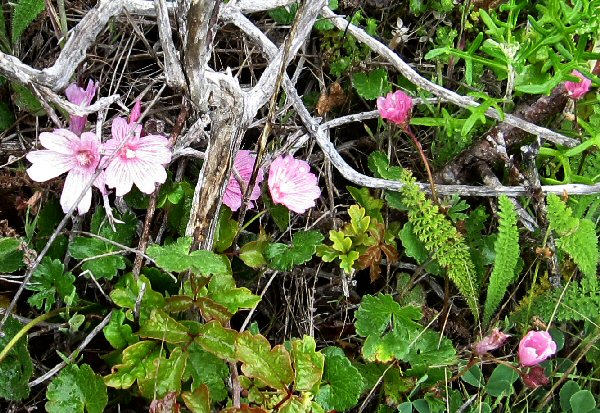 Point Lobos