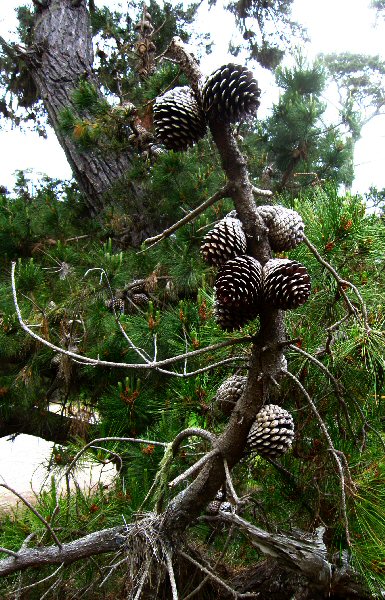 Point Lobos