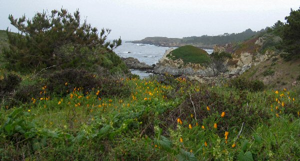 Point Lobos