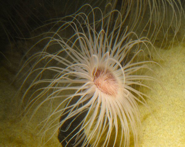 Anenome