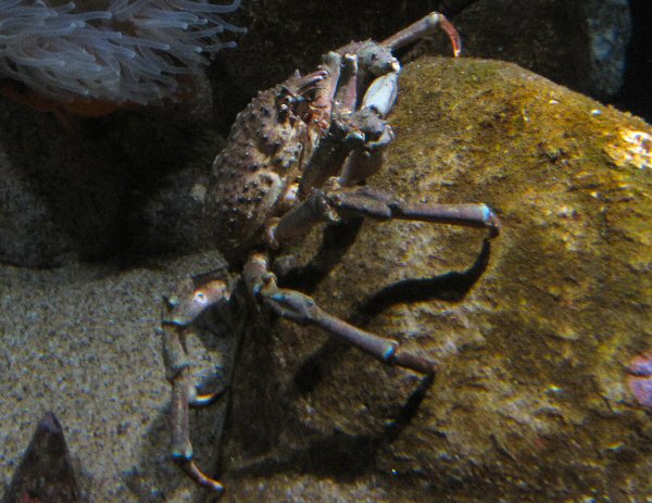 Crab