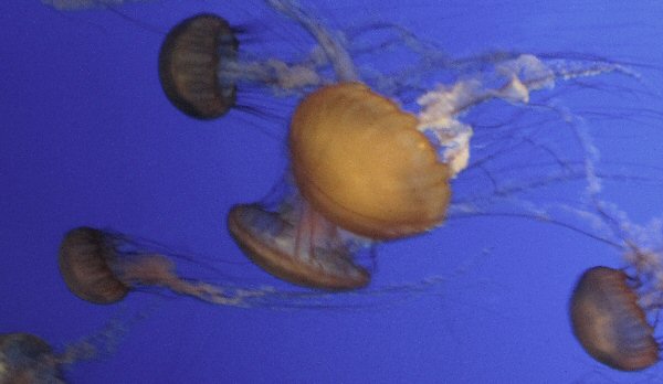 Jellyfish