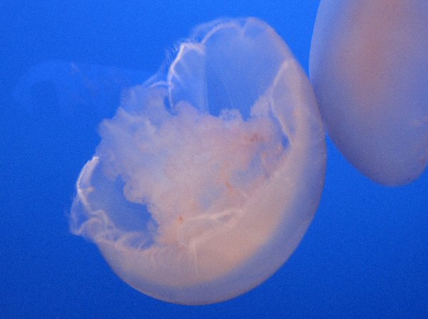 Jellyfish