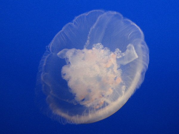 Jellyfish