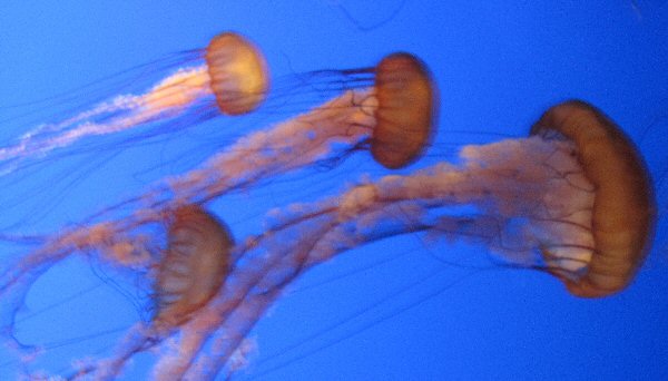 Jellyfish