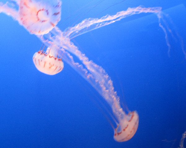 Jellyfish