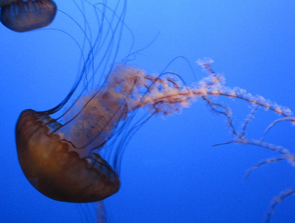 Jellyfish