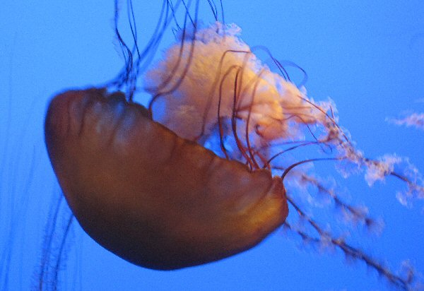 Jellyfish