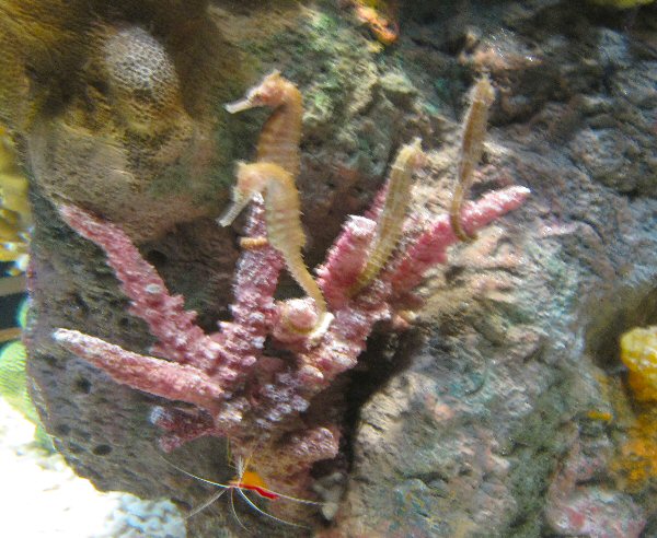 Seahorses