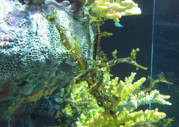 Sea Horses