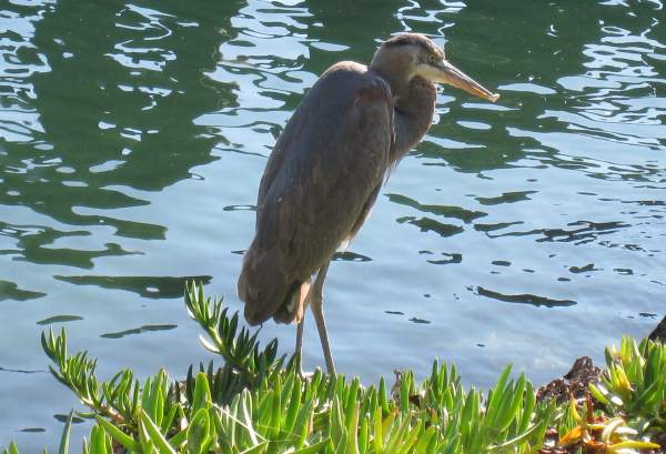 Heron