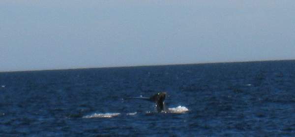 Whale Tail